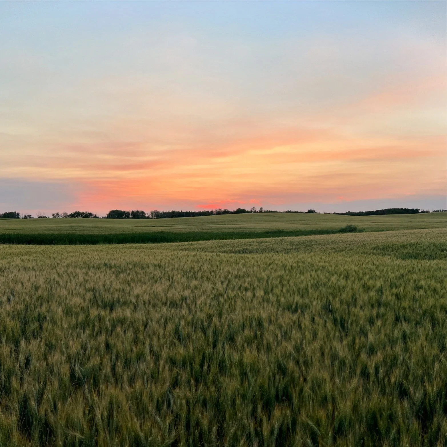 A scenic landscape of green wheat fields out in head with a sunset sky featuring soft pink and orange hues.