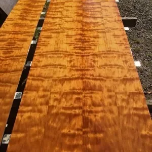 Ancient kauri