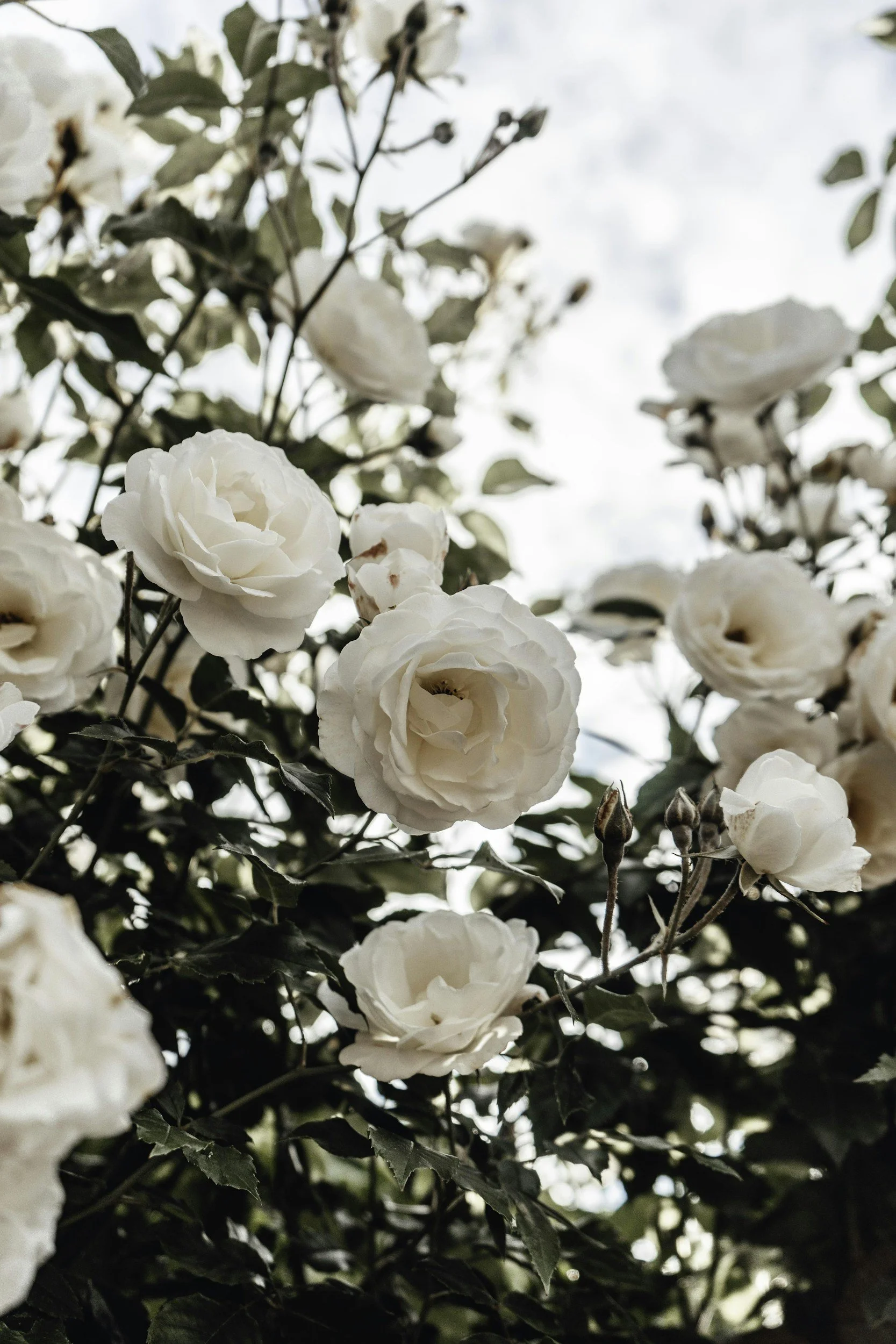 Close-up of white roses blooming on a bush with dark green leaves