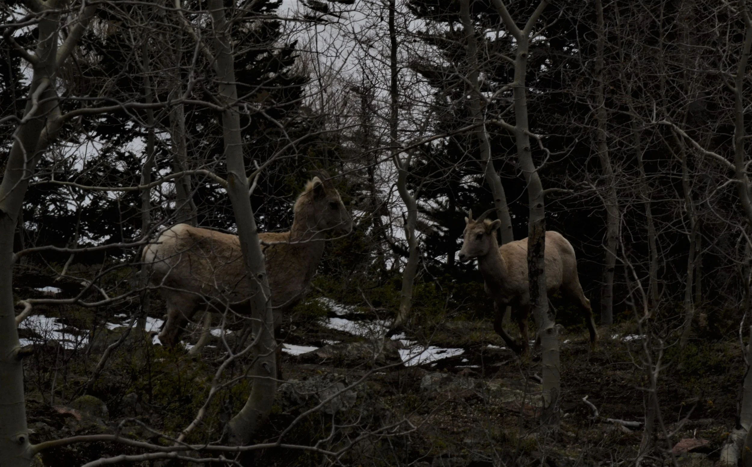 DSC_0062 (2).jpg