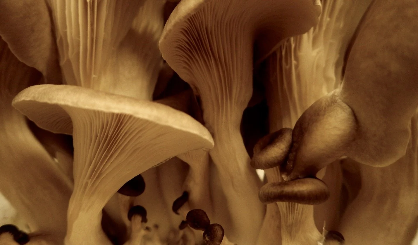 Oysters.jpg