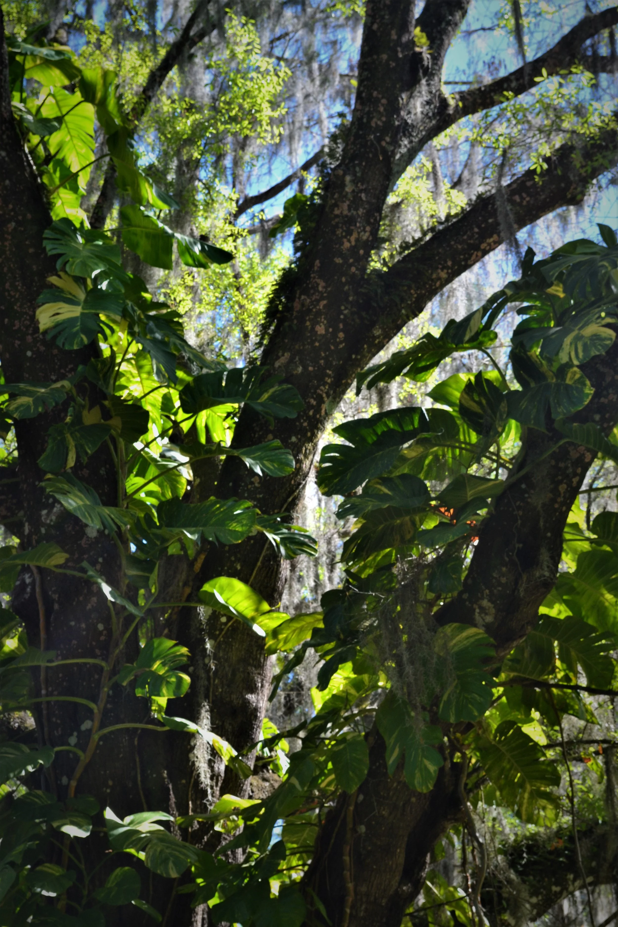 DSC_0113c.jpg