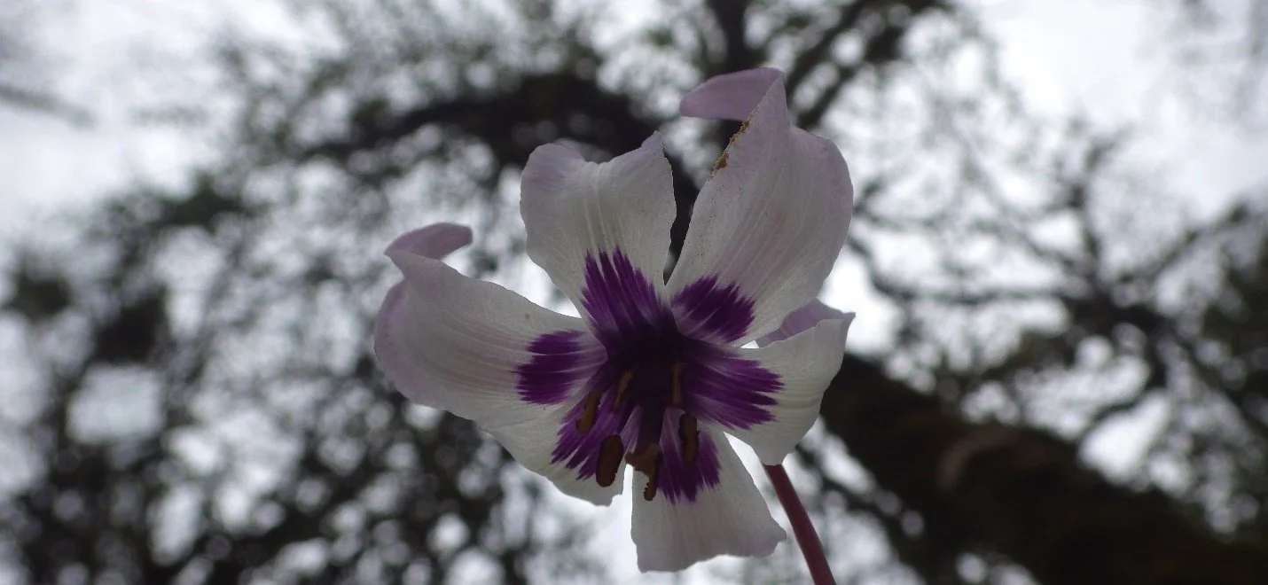 White Purple Underlay.jpg