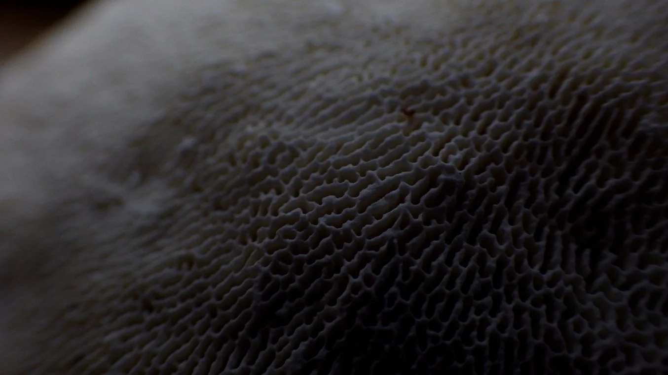 Mushroom Gills.jpg