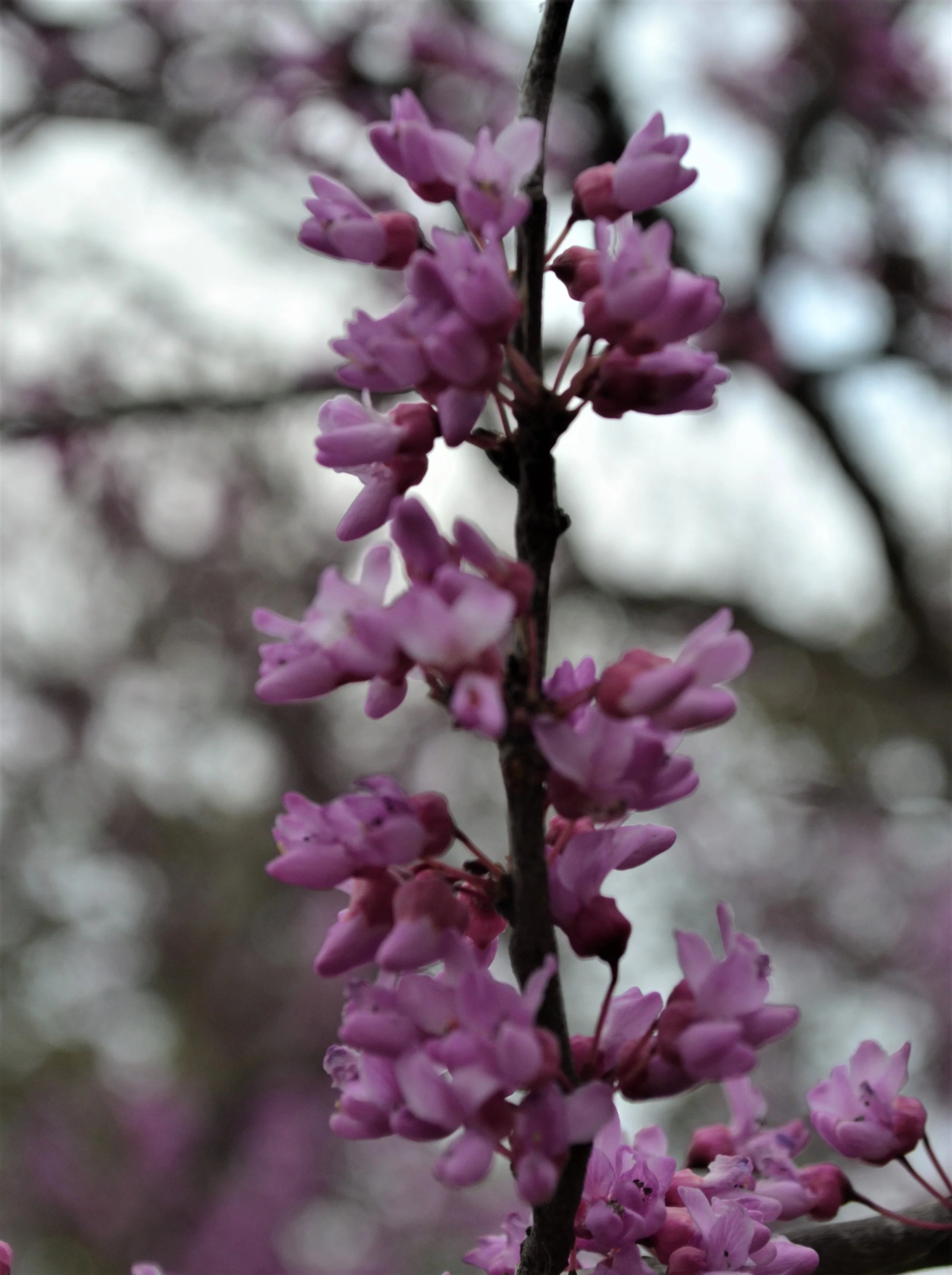 DSC_0182.jpg