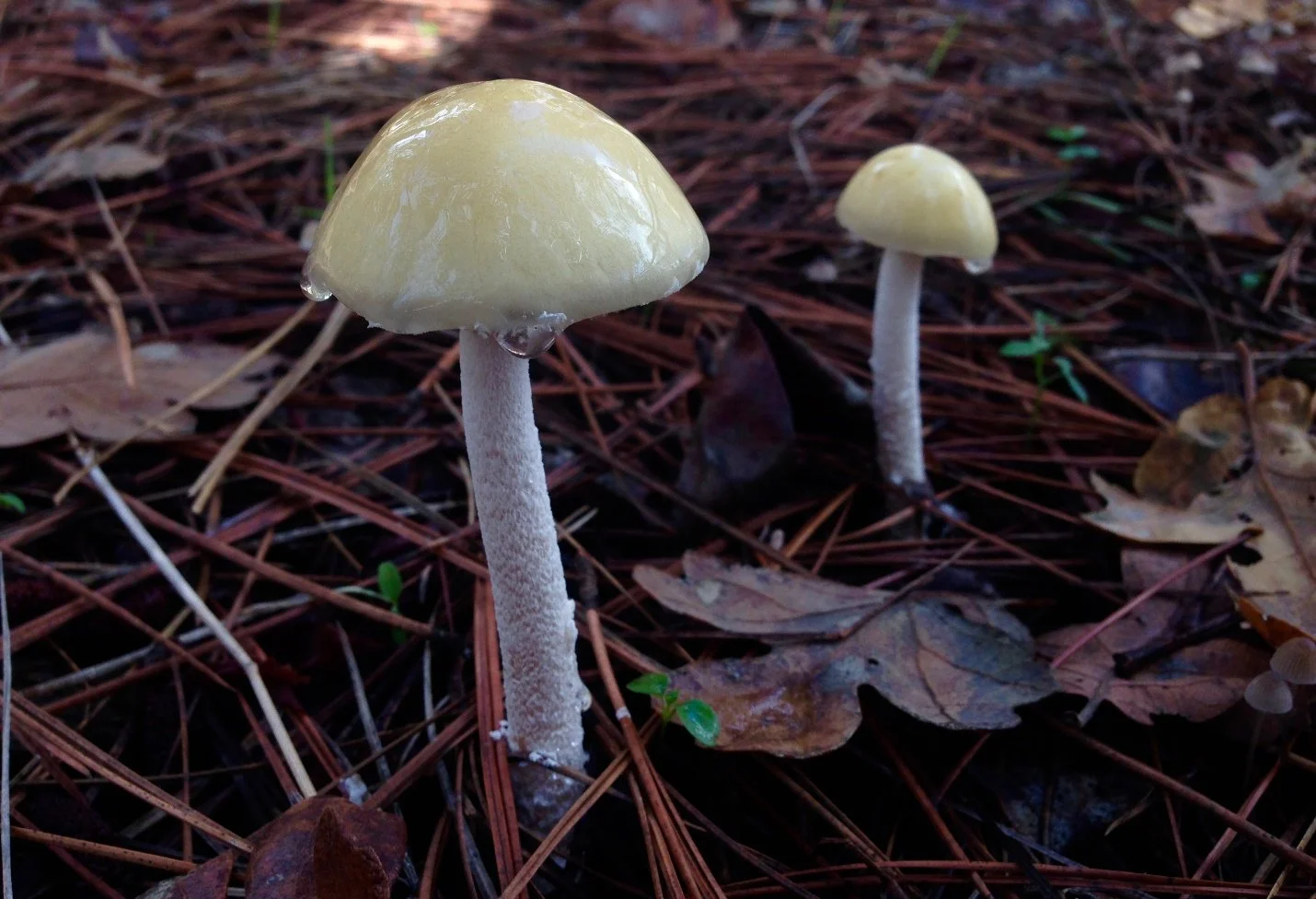 Gelcaps.jpg