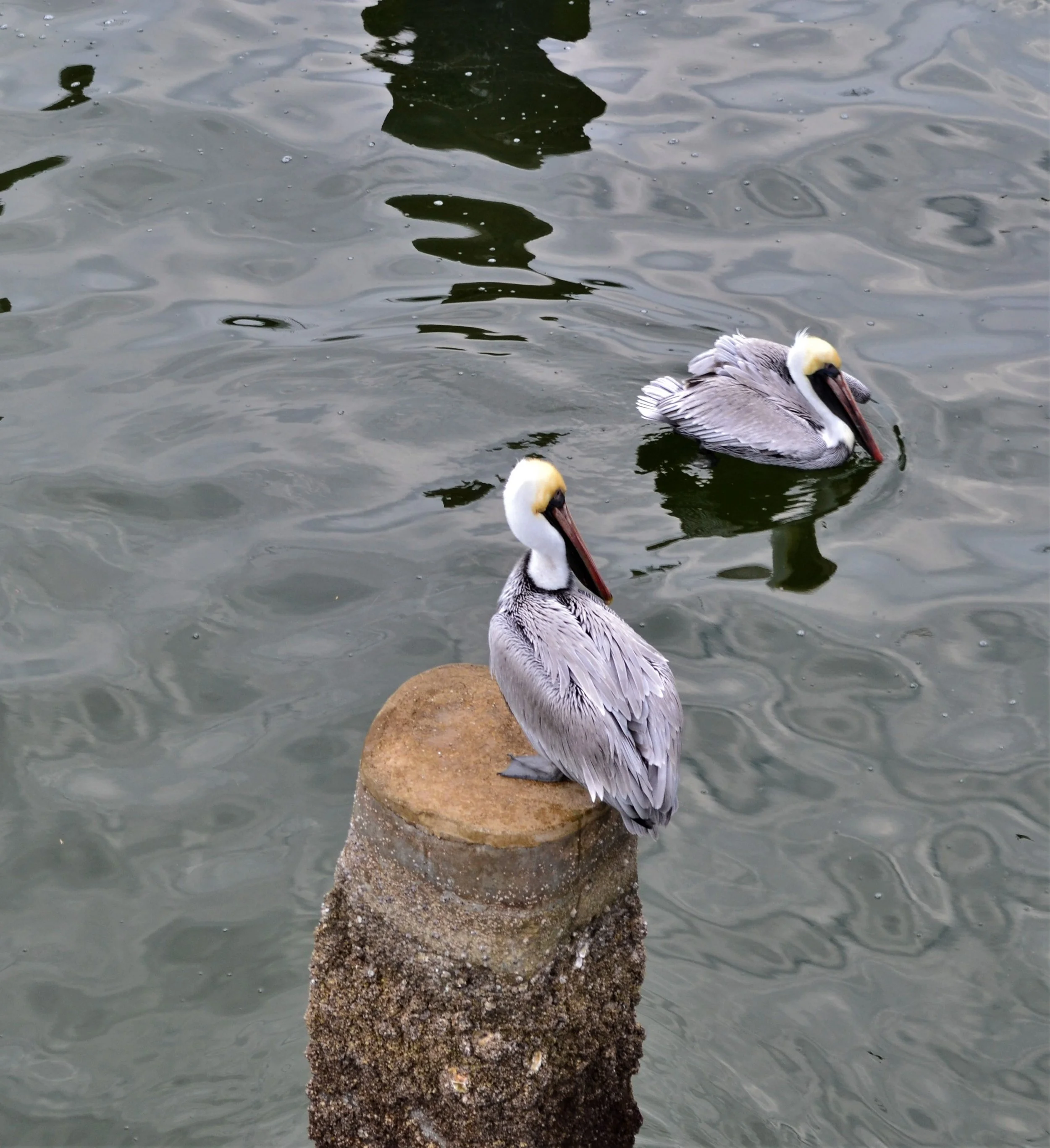 DSC_0045.jpg