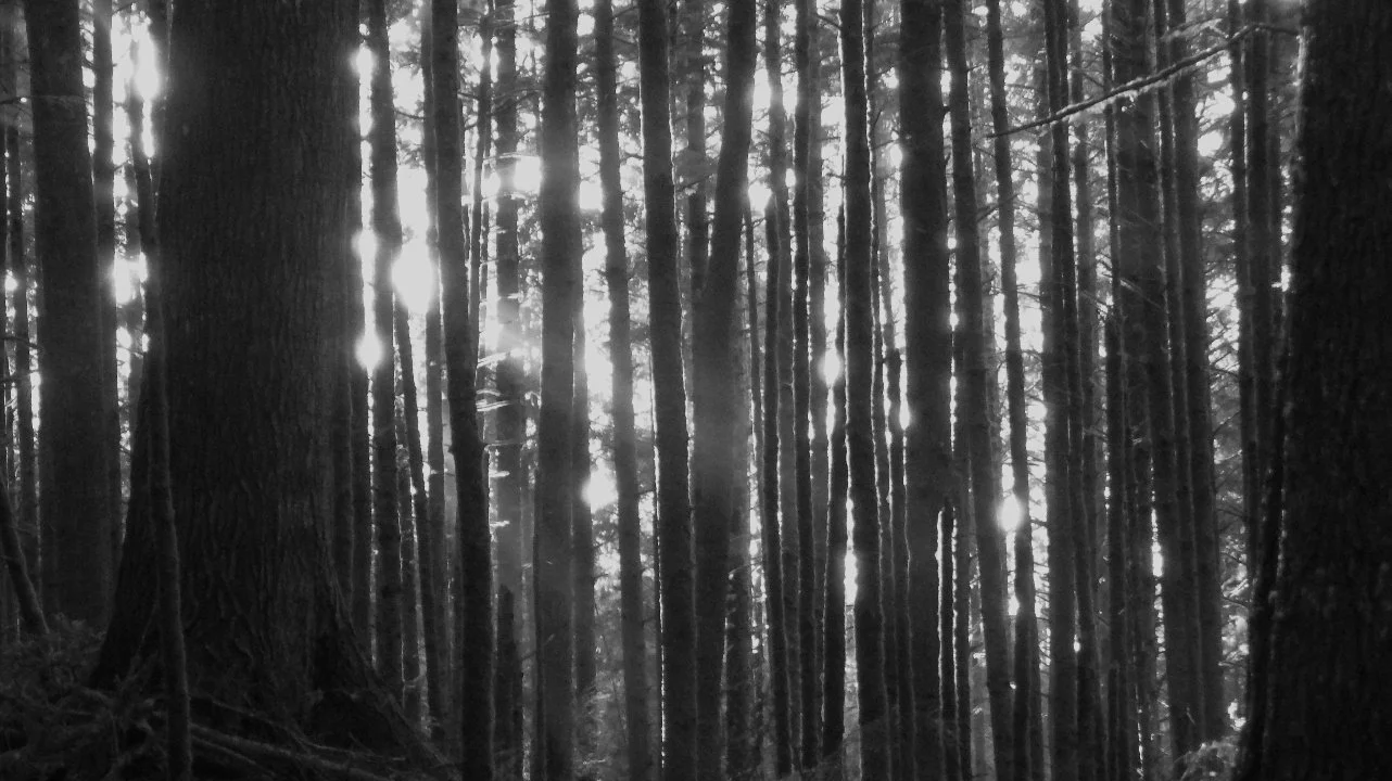 Through the Trees in the Morning.jpg