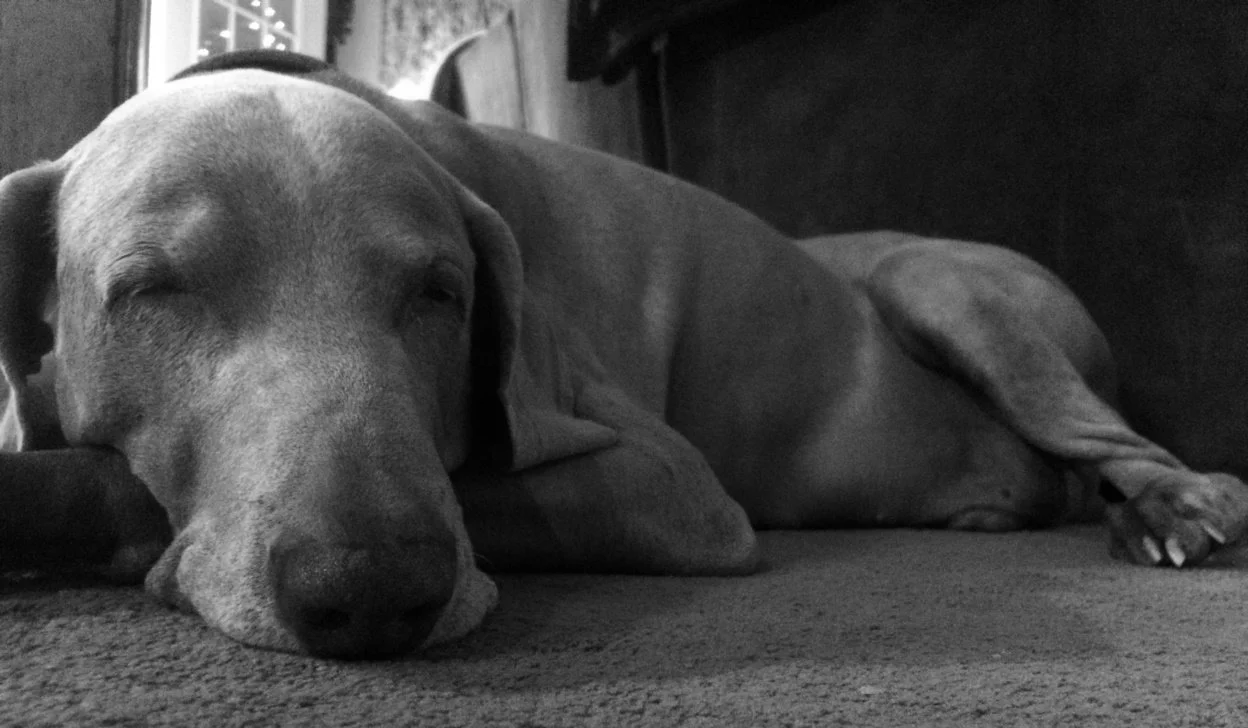 The Sweetness Sleeps.jpg