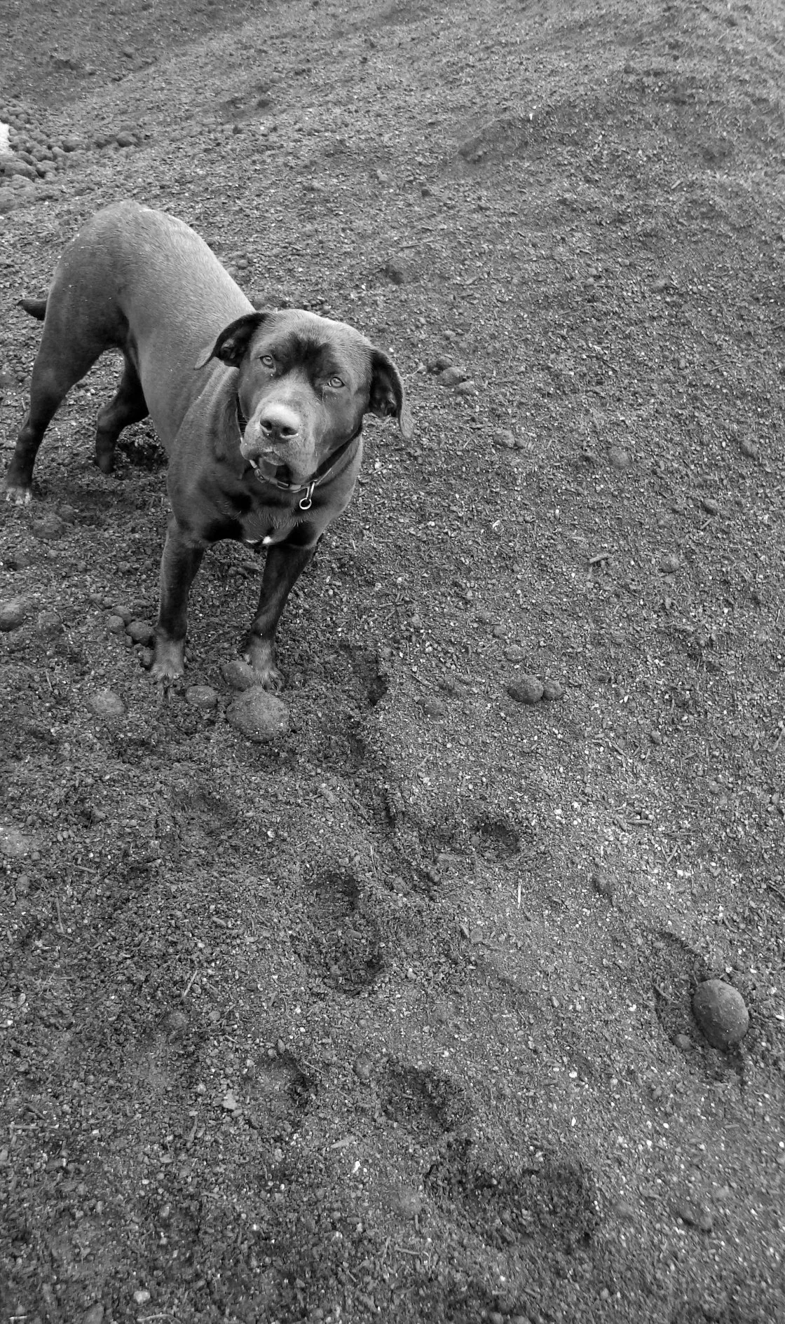 The Balanced Black and White Beauty.jpg