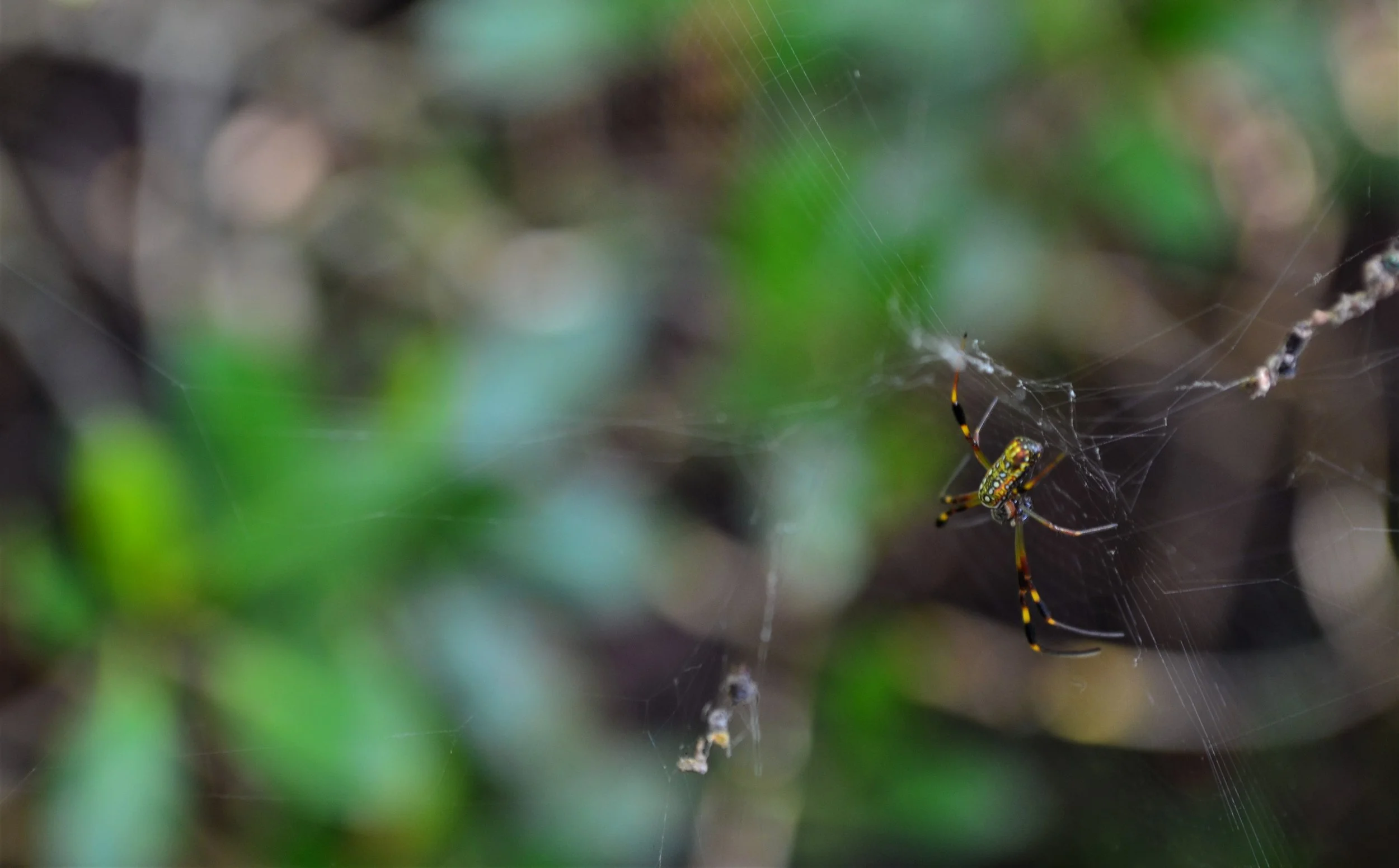 DSC_0261.jpg
