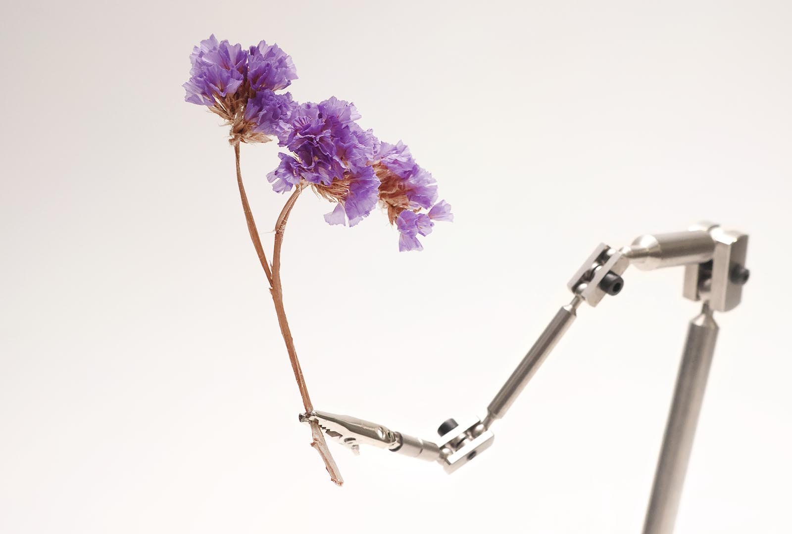 pinza_flor2.jpg