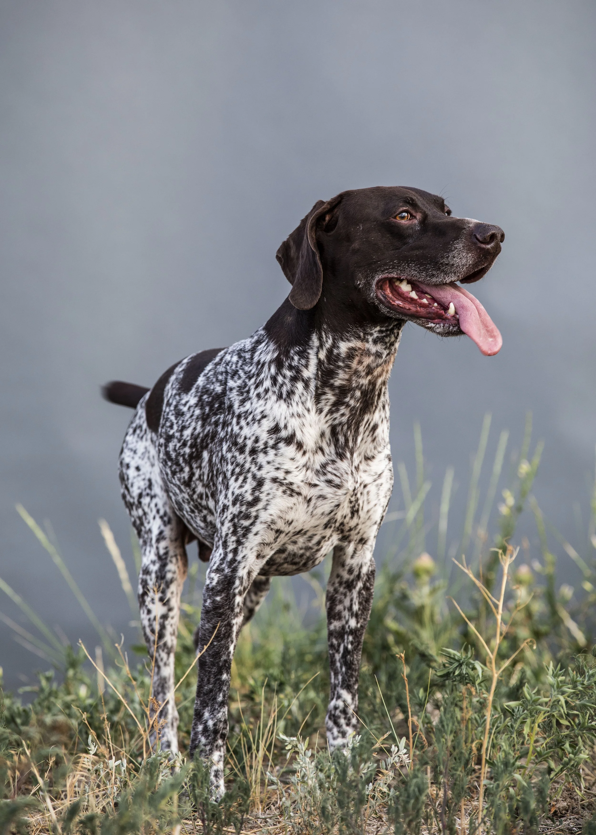 A brown and white speckled dog standing outdoors near a body of water, with tongue hanging out, looking to the side.