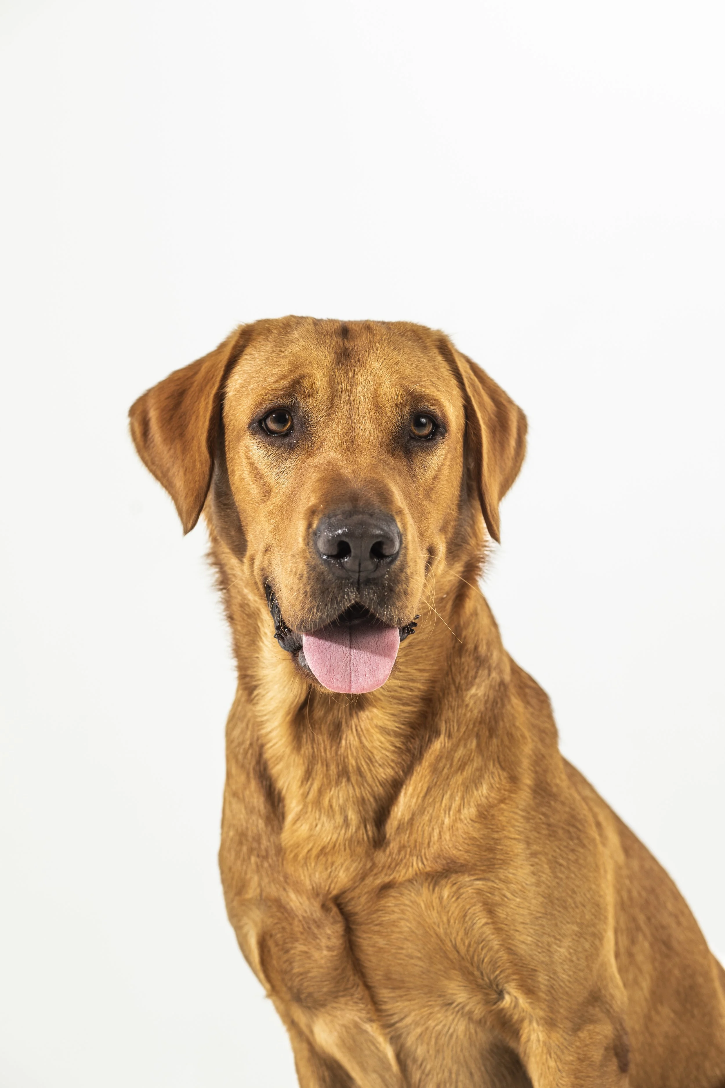 A happy brown dog with floppy ears and pink tongue against a white background.