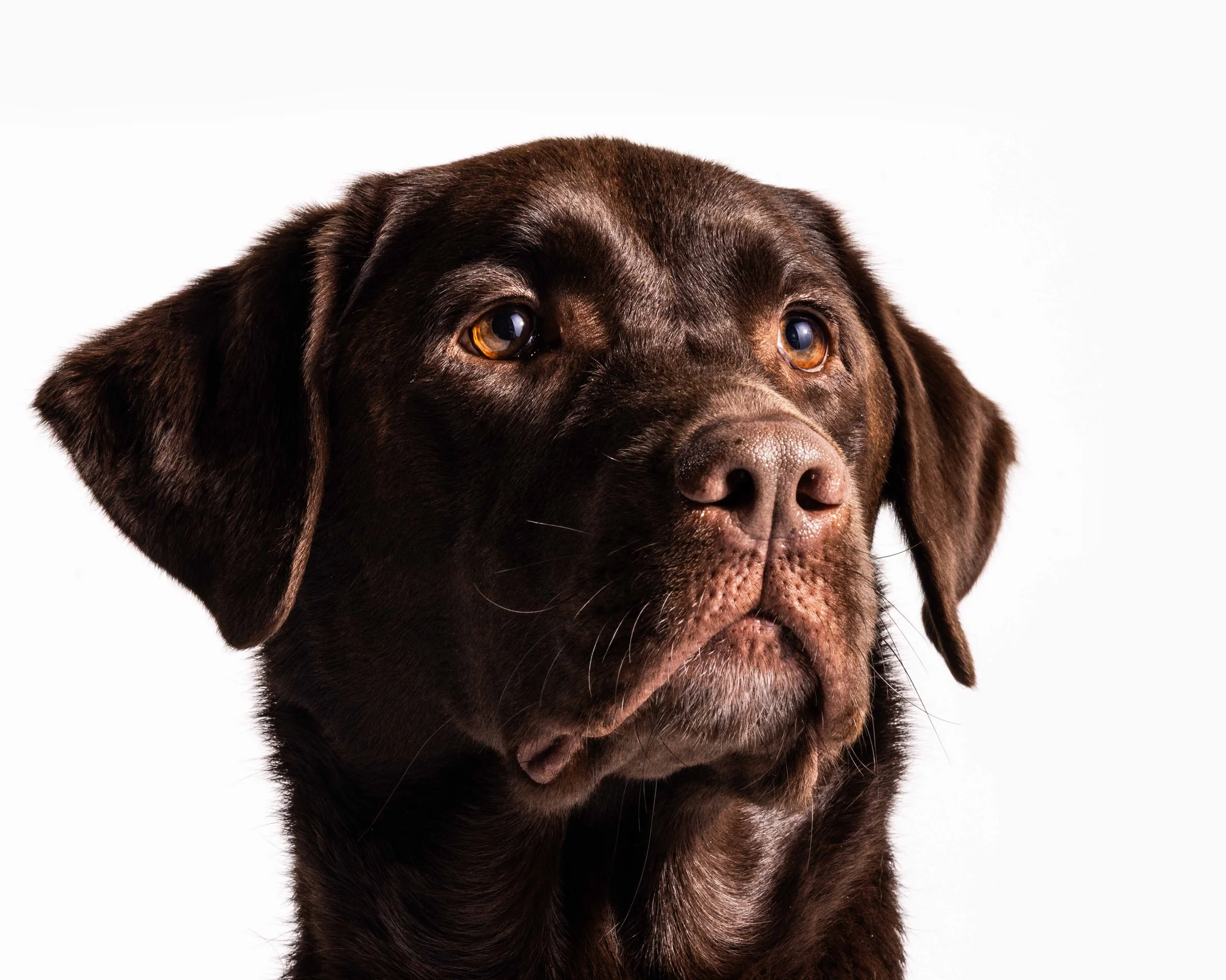 Close-up of a chocolate Labrador Retriever dog against a white background.
