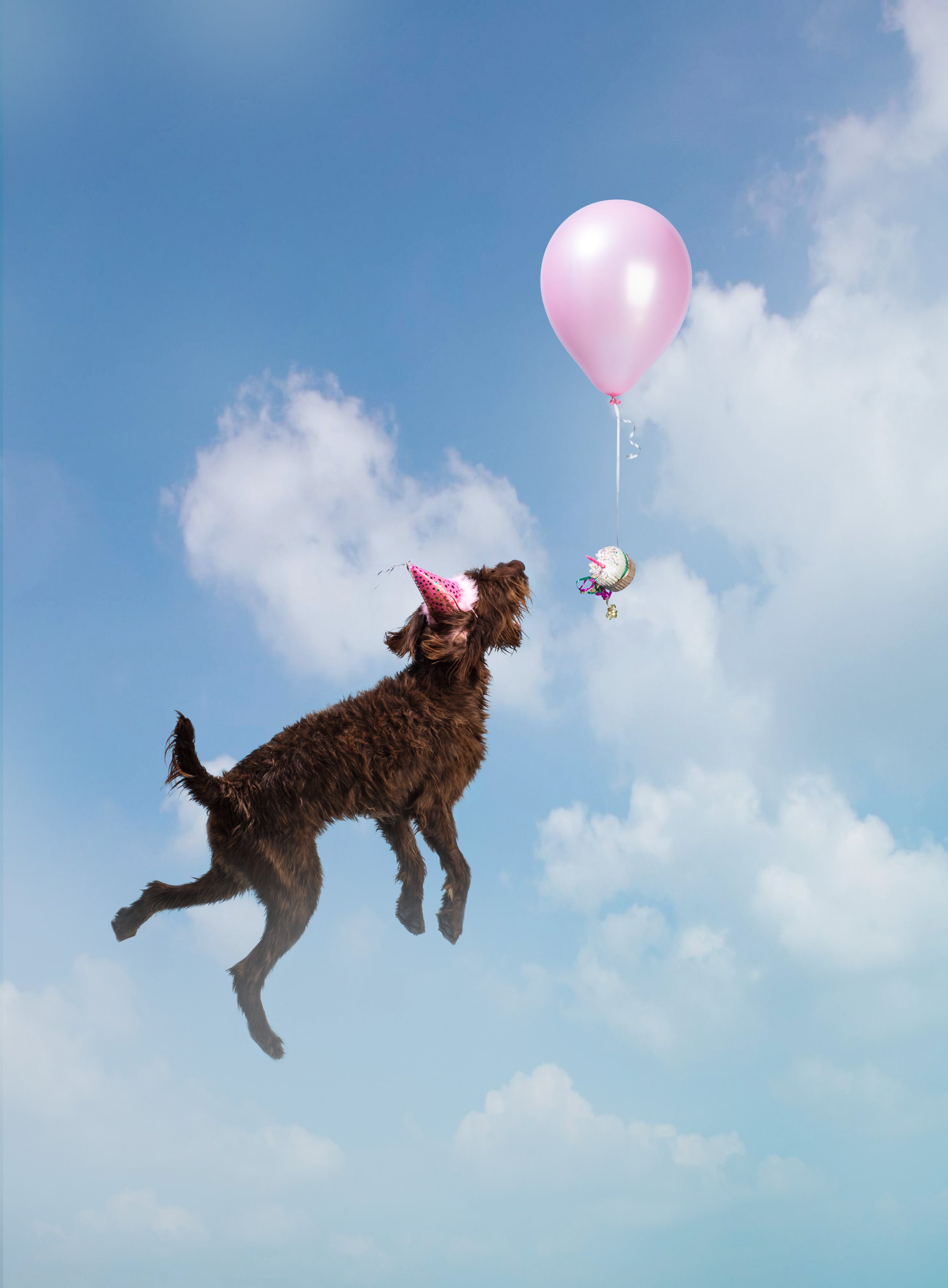 Dog wearing a pink party hat floating in the sky with a pink balloon and a cupcake-shaped balloon tied to it.