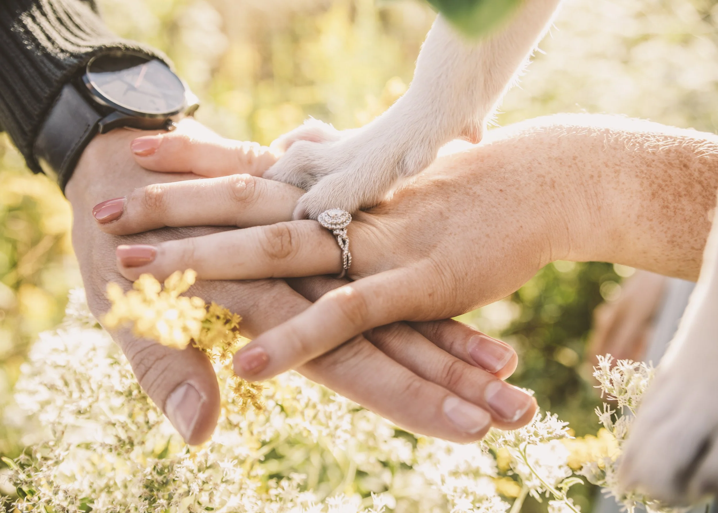 Close-up of two hands intertwined, one with a ring, holding the paw of a small dog with white fur. The scene is outdoors with sunlight and yellow flowers in the background.