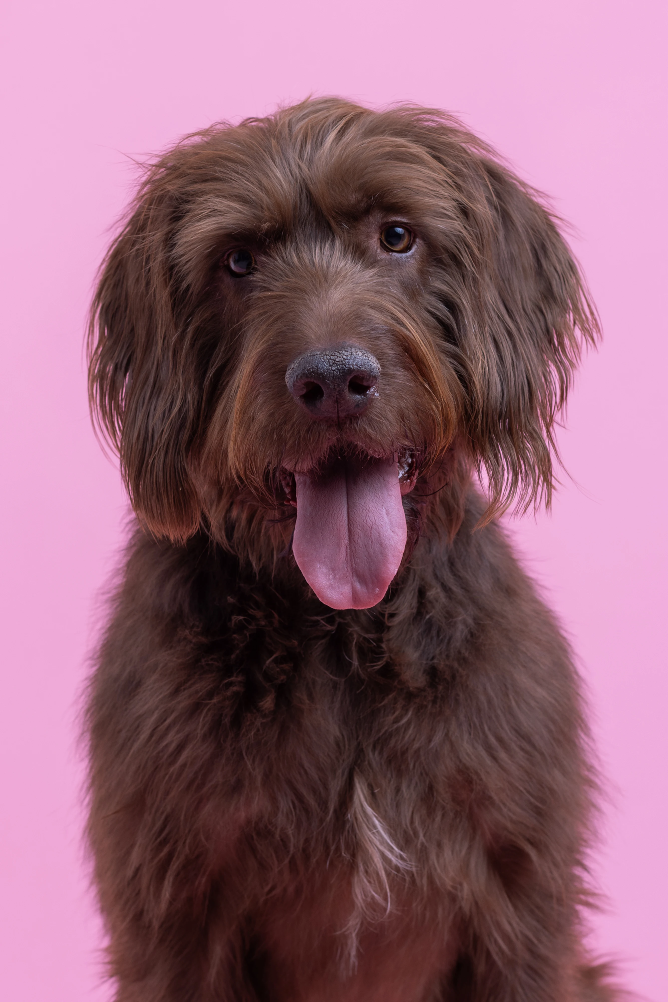 A brown fluffy dog with a happy expression, tongue out, against a pink background.