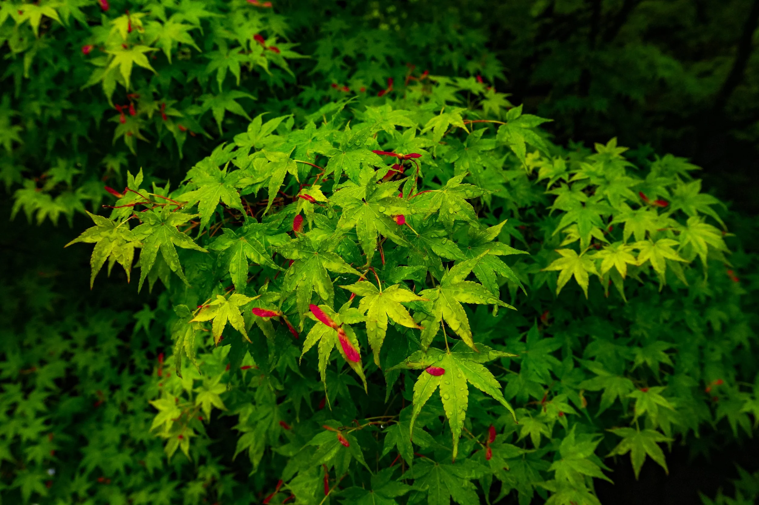 Green maple leaves with a few red shoots and water droplets on their surface.