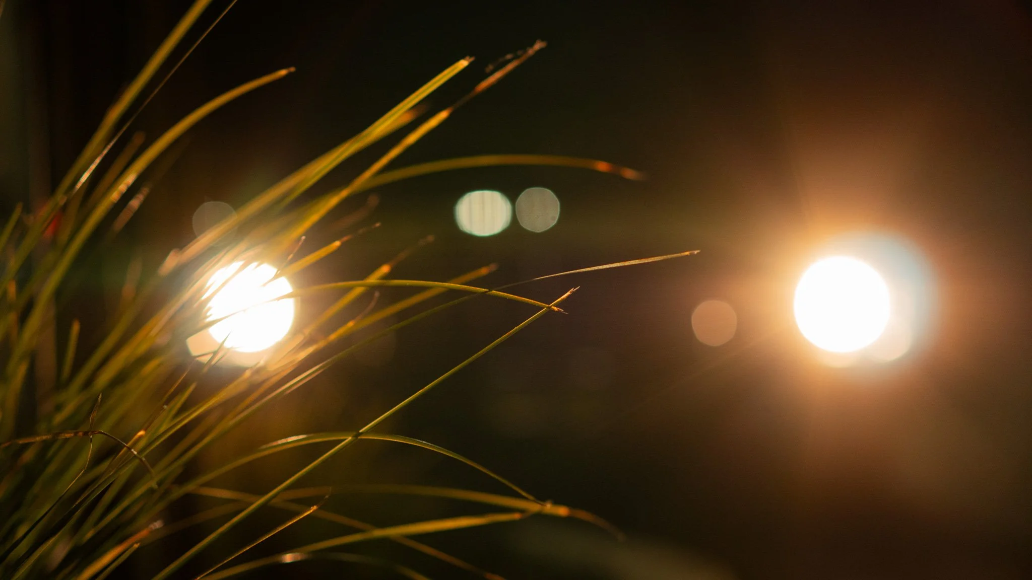 Close-up of grass blades at night with bright lights and bokeh in background.