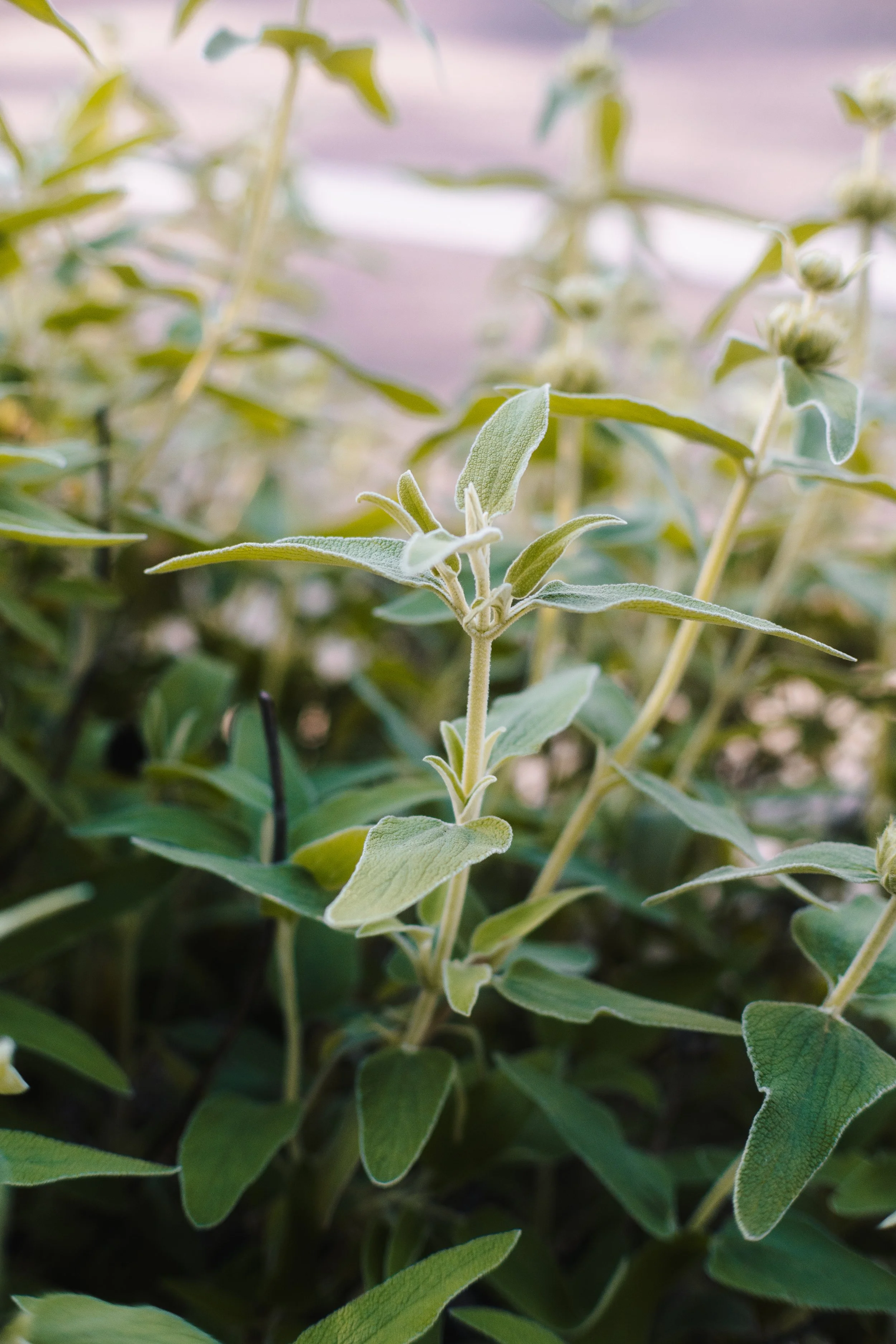 Close-up of green herb plants with fuzzy white leaves, possibly sage, growing in a garden.
