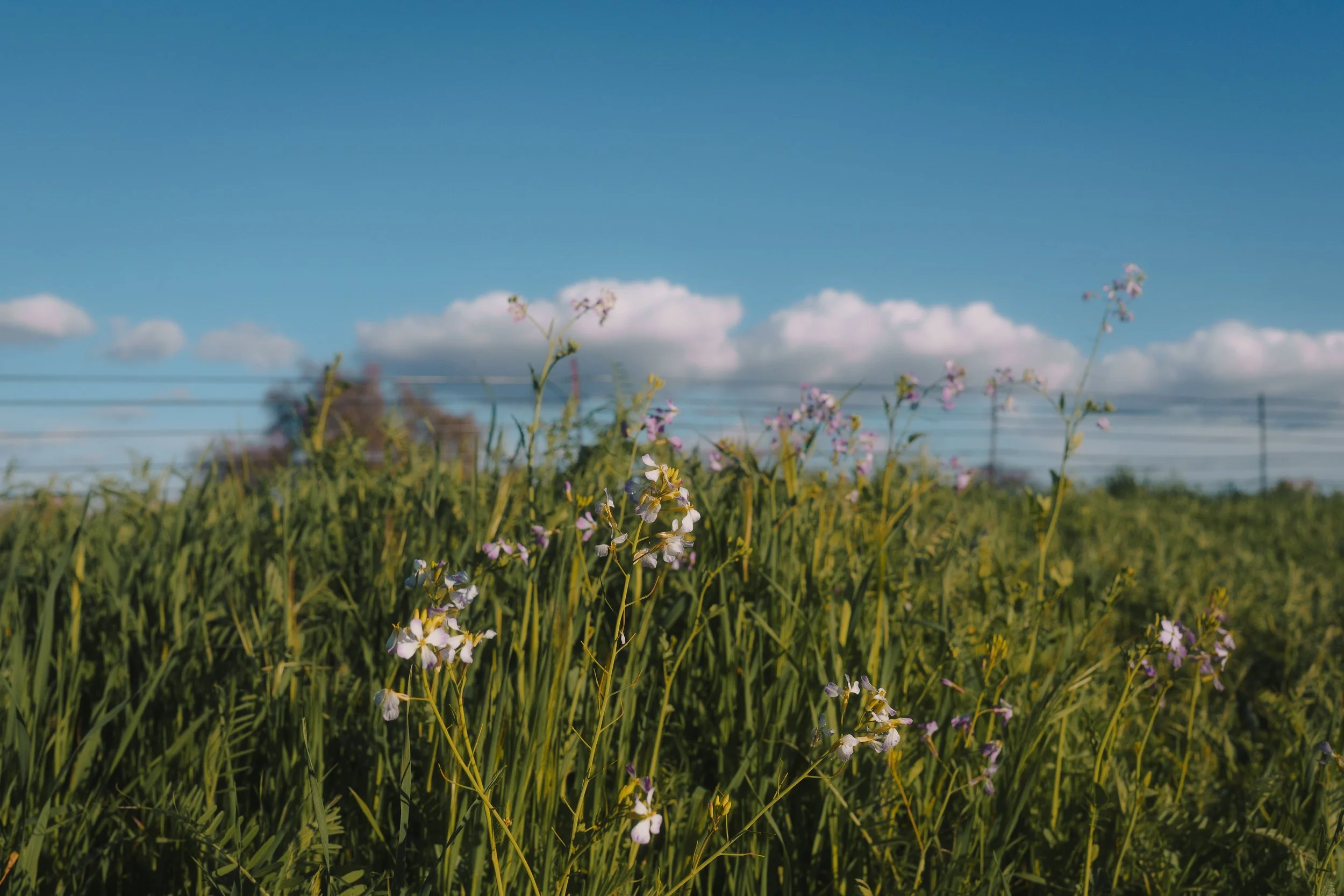 Wildflowers growing in a grassy field with a blue sky and fluffy white clouds in the background.