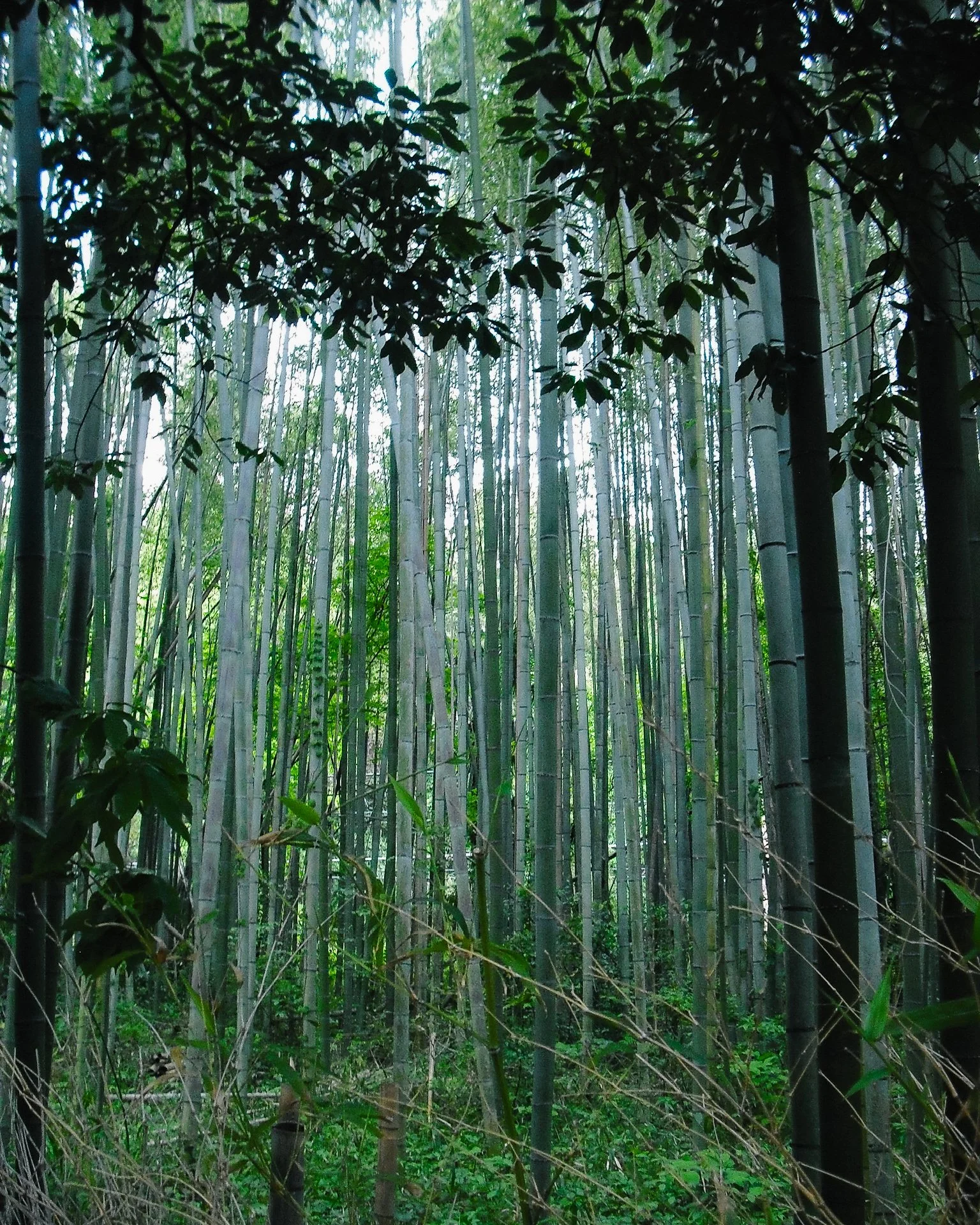 arashiyama-6.jpg