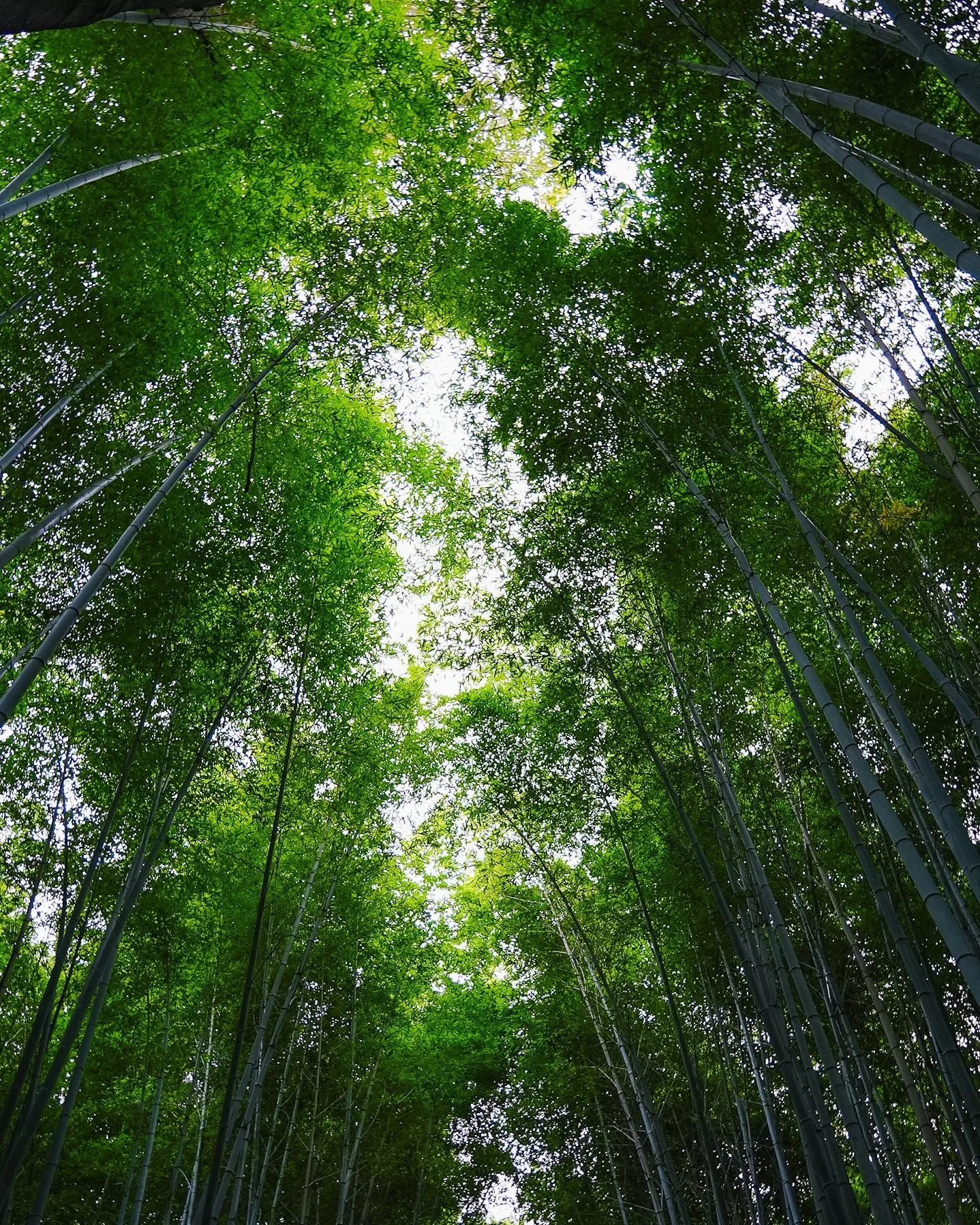 arashiyama-11.jpg