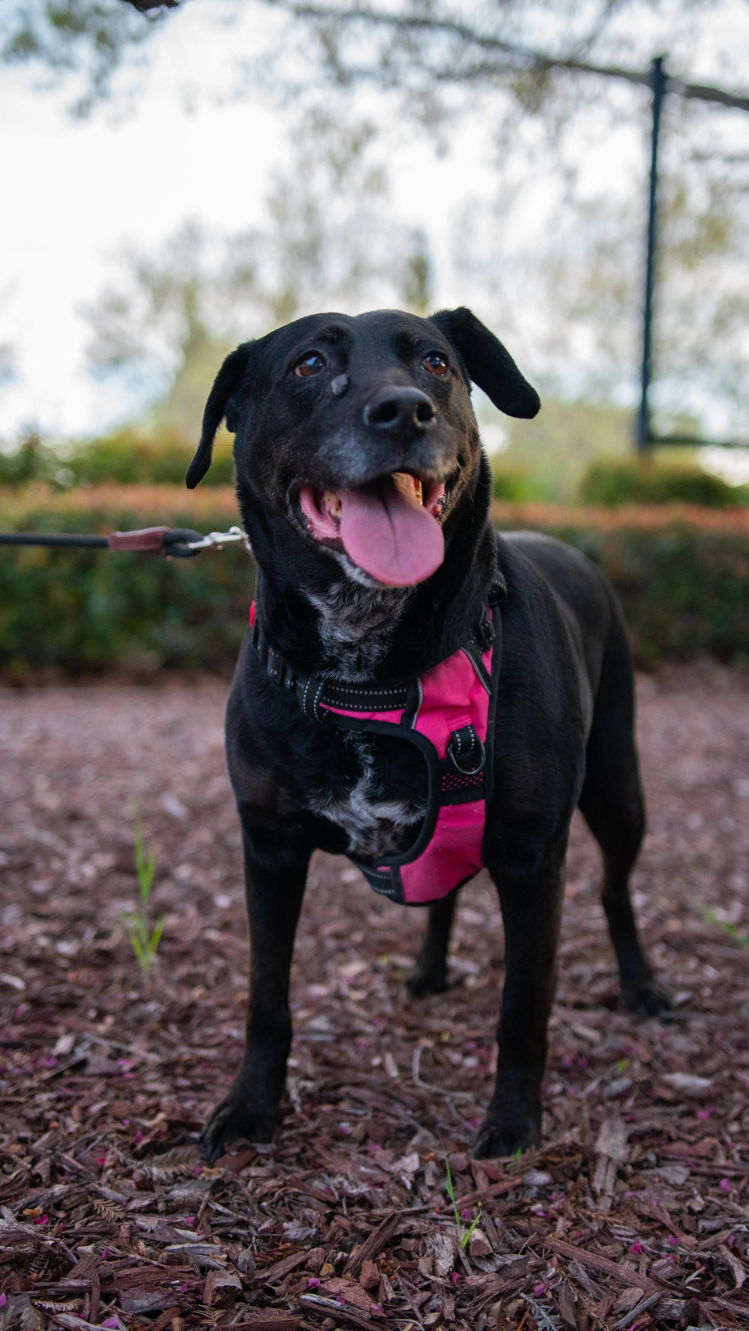 A cheerful black dog with a pink harness, panting with its tongue out on a wooded trail.