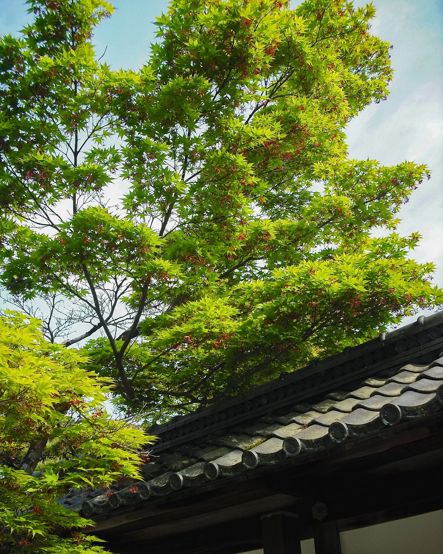 kyoto-4.jpg