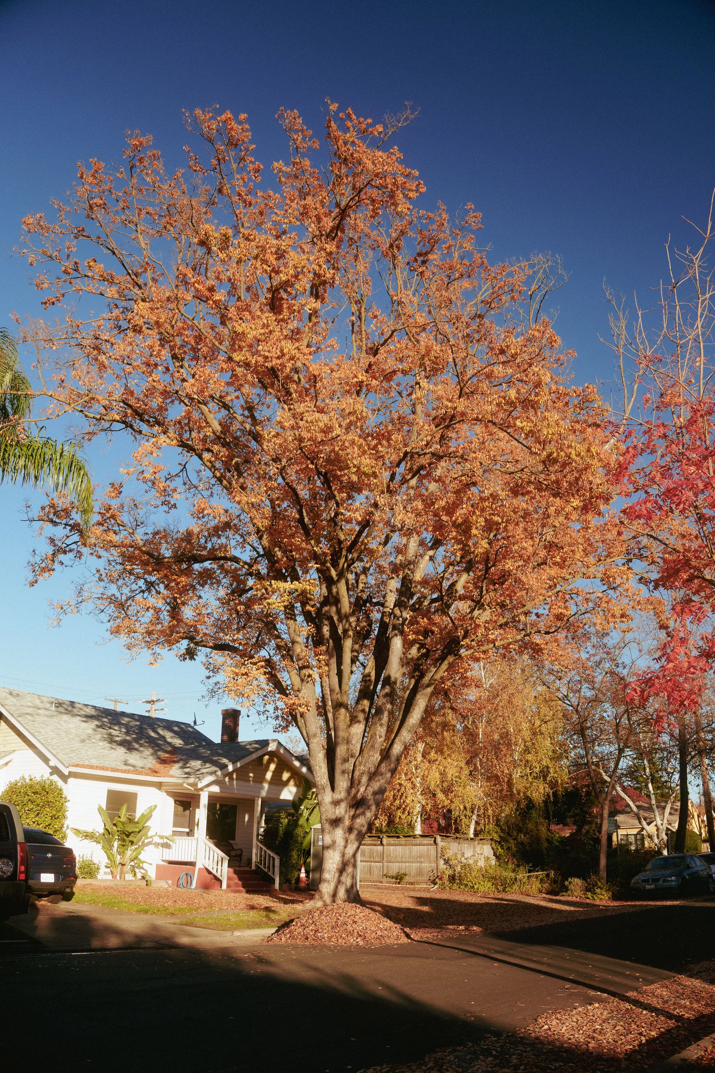 A large tree with orange and yellow autumn leaves in front of a house with a porch and driveway. The sky is clear and blue, and there are parked cars and other trees with fall foliage.