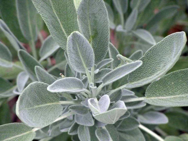 SAGE