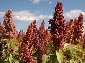 QUINOA