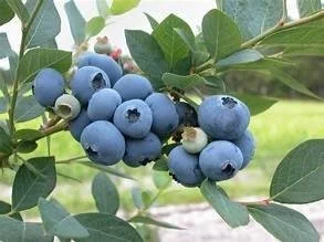 BLUEBERRY