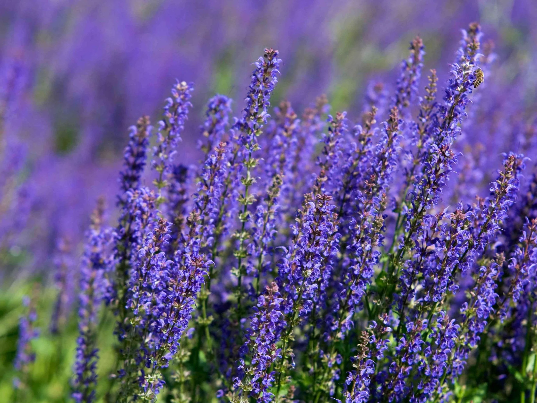 Close-up of purple lavender flowers in a field with a bee collecting nectar.