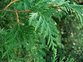 Close-up of green cedar tree branches with needle-like leaves.
