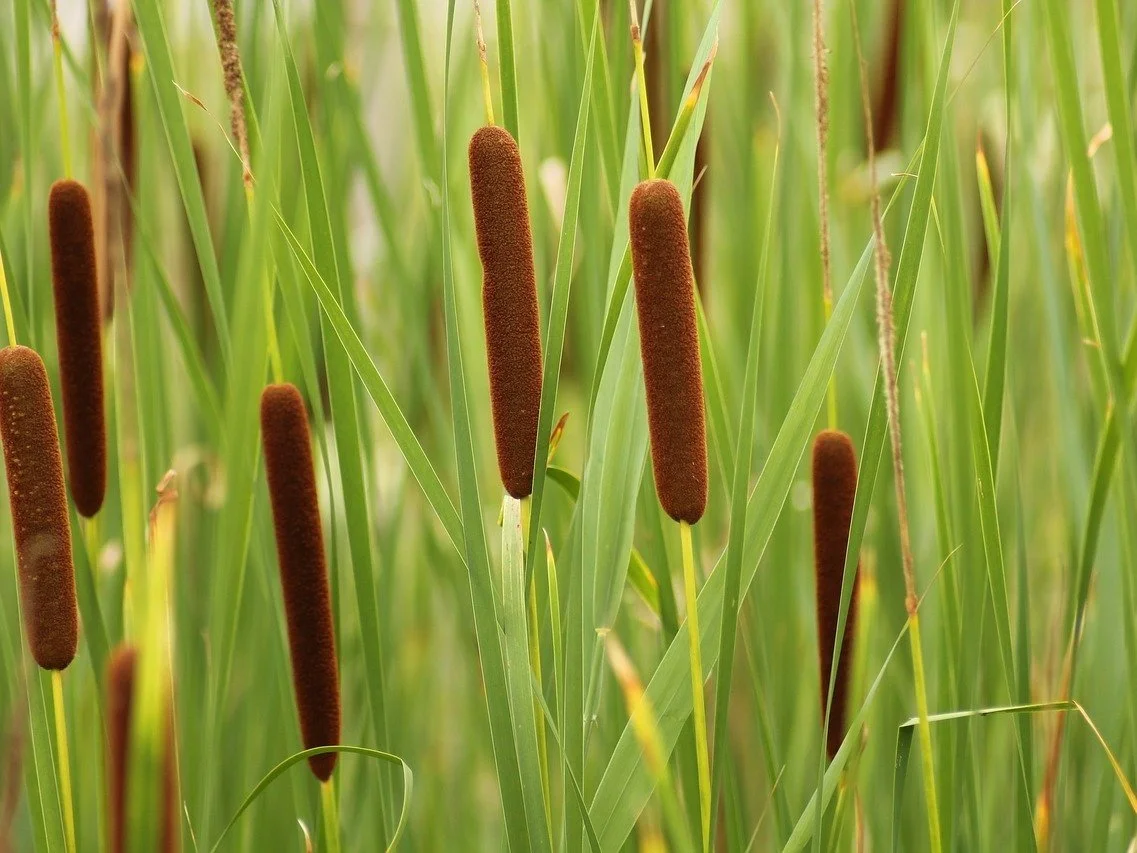 CATTAIL
