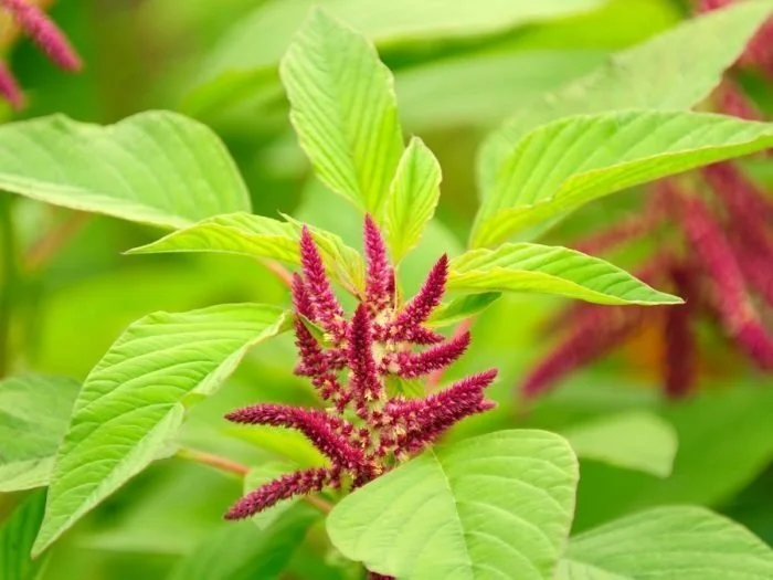 AMARANTH
