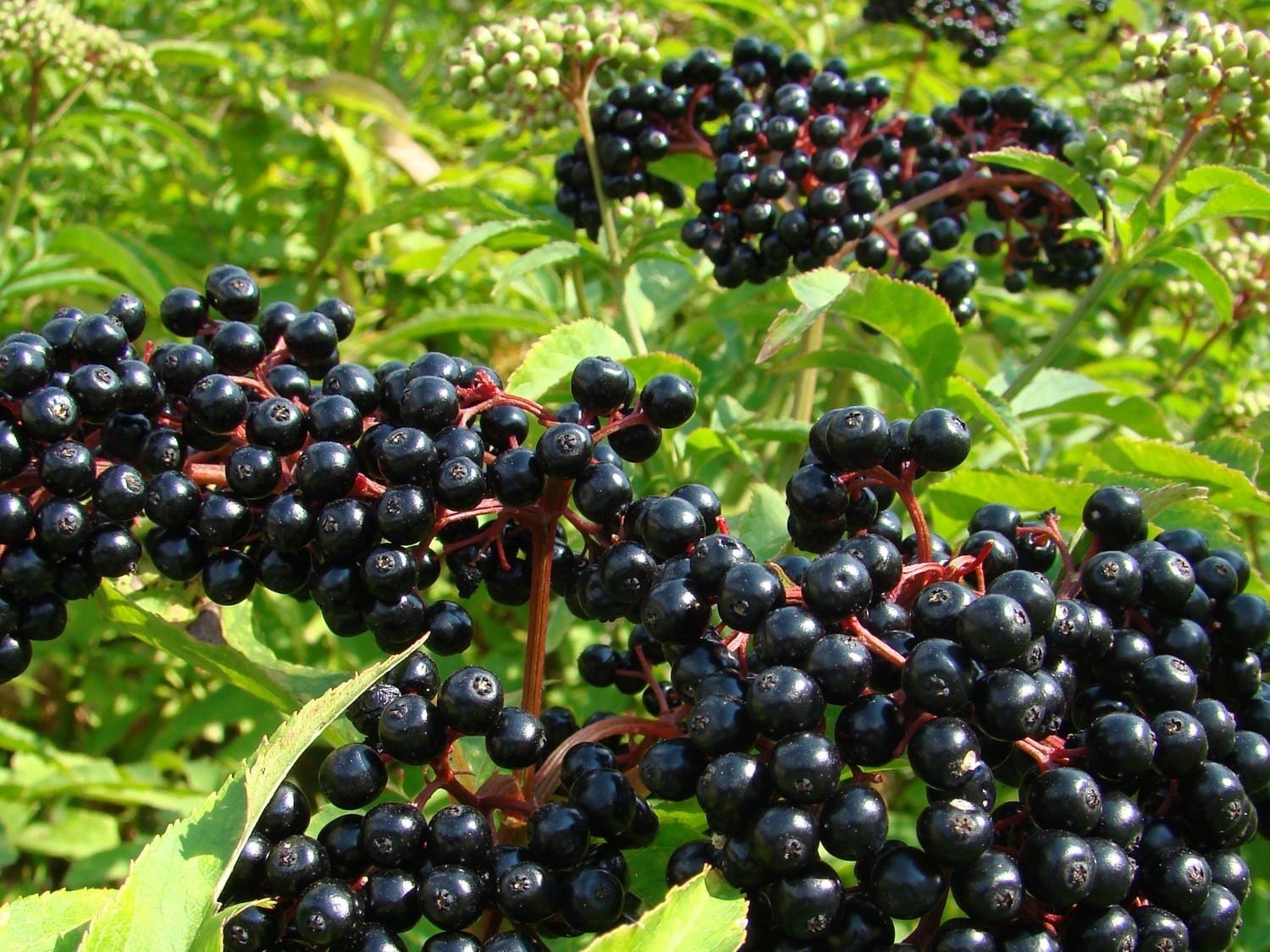ELDERBERRY