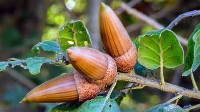 Three brown acorns on a branch with green leaves.