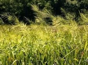 WILD RICE