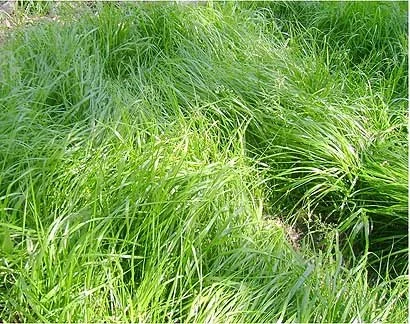 SWEETGRASS