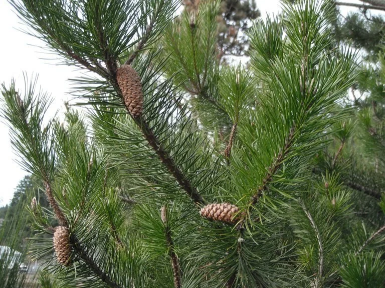 PINE