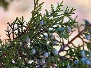 JUNIPER