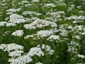 YARROW