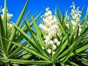 White lily of the valley flowers surrounded by green leaves and spiky plant foliage against a blue sky.