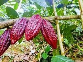Close-up of ripe cacao pods hanging from a branch in a plantation.