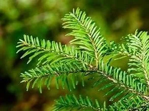 BALSAM FIR
