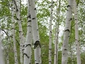 BIRCH