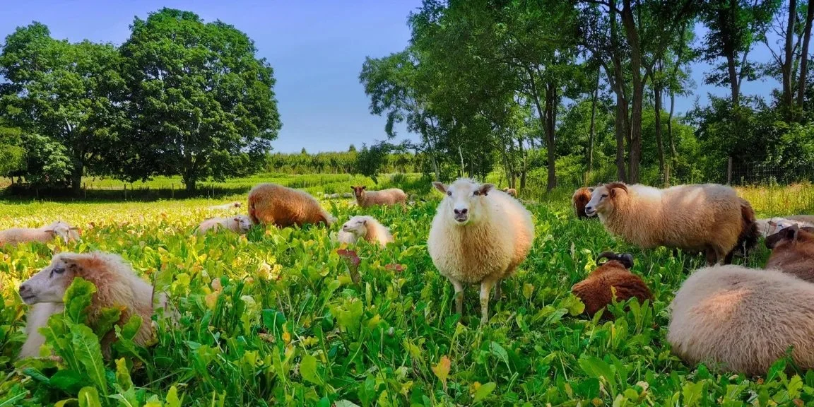 Slow Down at 8 Hands Farm